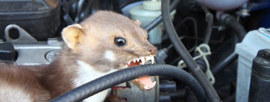 Marderbiss bei Auto / Kfz